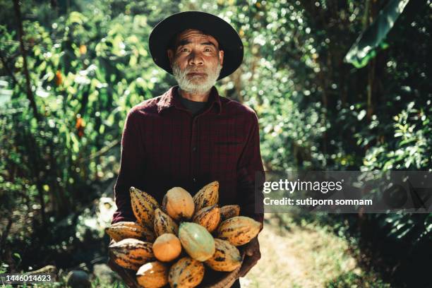 senior farmer holding a basket of cocoa fruit - cocoa stock pictures, royalty-free photos & images