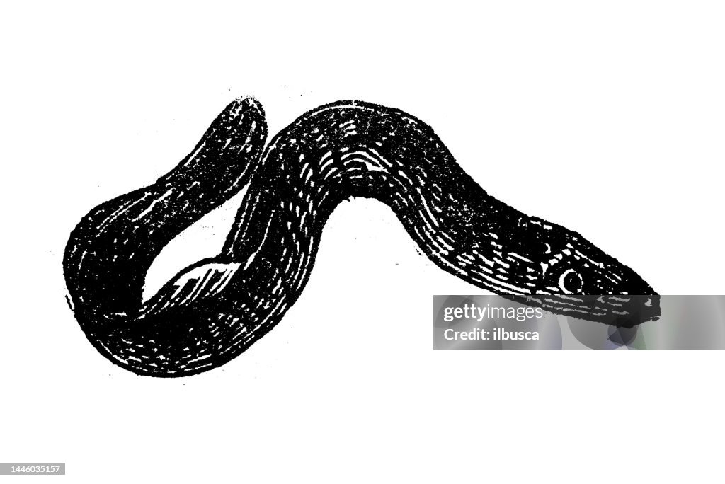Antique engraving illustration: Lamprey