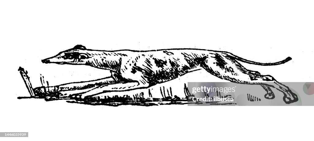 Antique engraving illustration: Greyhound