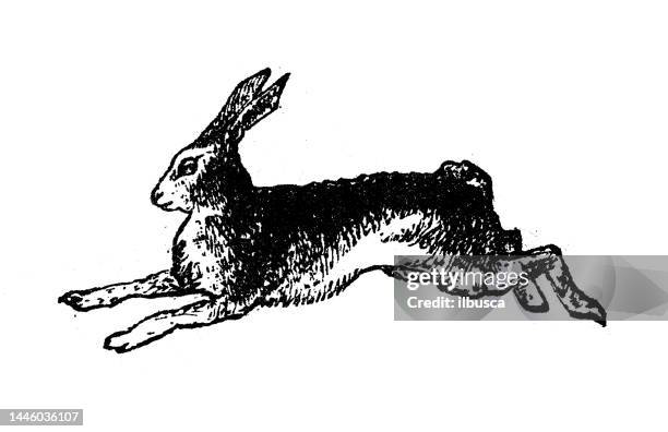 antique engraving illustration: hare - hare stock illustrations