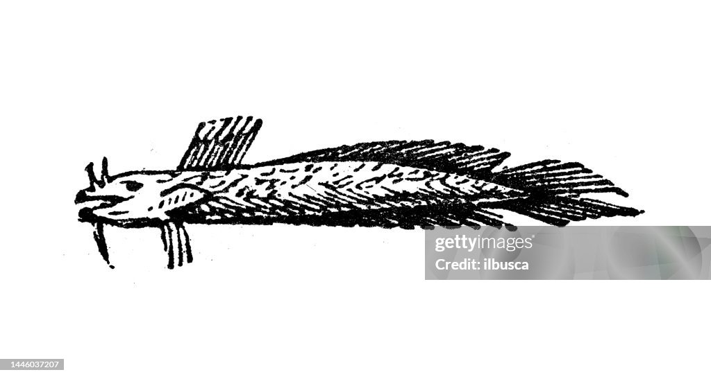 Antique engraving illustration: Monkfish, angler fish