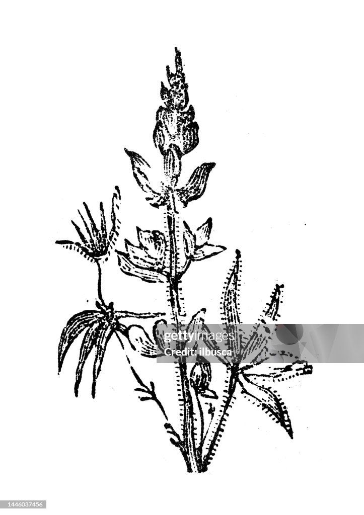 Antique engraving illustration: Lupin