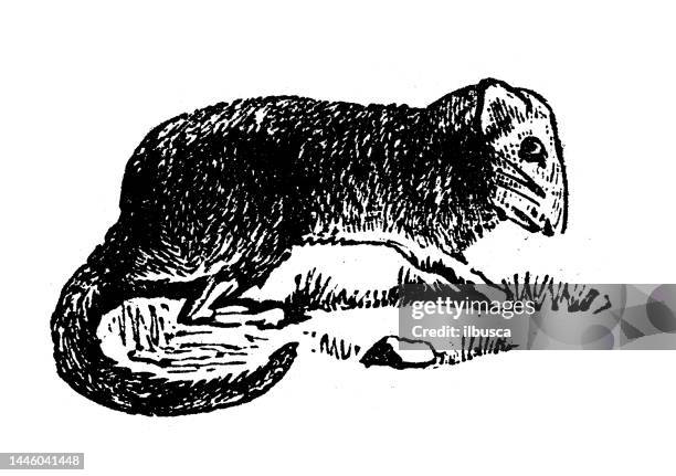 antique engraving illustration: dormouse - dormouse stock illustrations