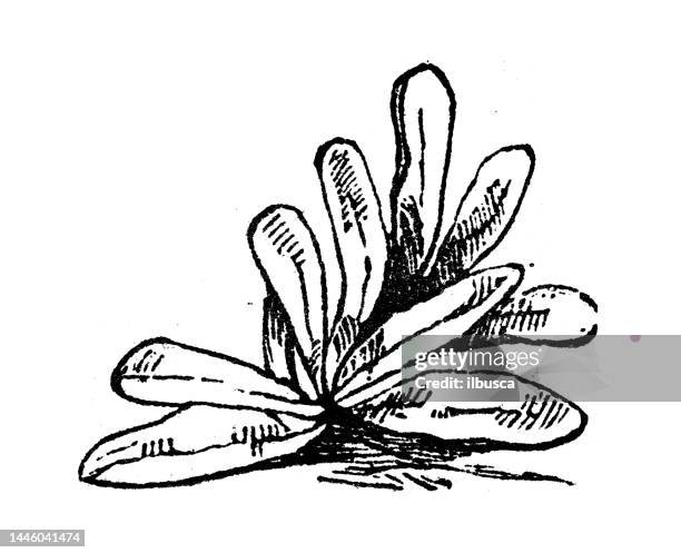 antique engraving illustration: lamb's lettuce - corn salad stock illustrations