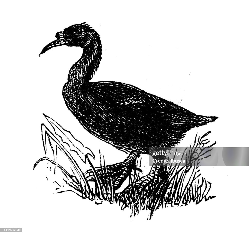 Antique engraving illustration: Scoter duck