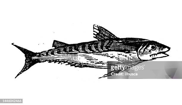 antique engraving illustration: mackerel - mackerel stock illustrations