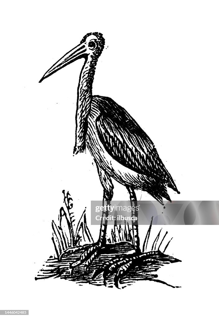 Antique engraving illustration: Marabou stork