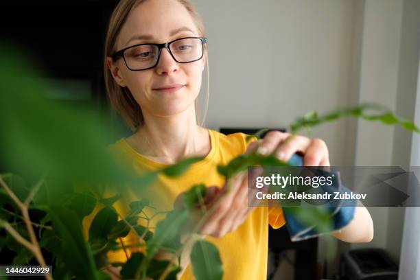 a woman with glasses or a girl with a damp cloth in her hands wipes and cleans a houseplant from dust, at home. the gardener or housekeeper takes care of the ficus leaves. the concept of caring for flowers, cleaning the space in the house, real life. - real people lifestyle photos et images de collection