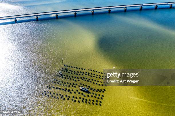 aquaculture along pensacola bay - pensacola beach stockfoto's en -beelden