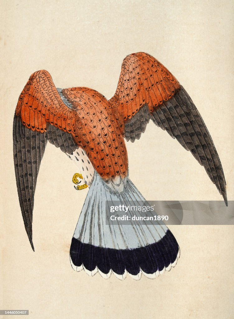 Common kestrel, Falco tinnunculus, Bird of Prey, Wildlife, Birds, Art, 19th Century