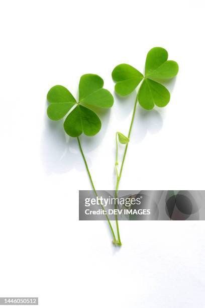 shamrock - three leaf clover isolated on white background - clover ストックフォトと画像