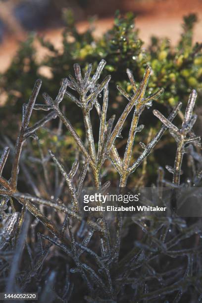 ice on branches - icepick stock pictures, royalty-free photos & images