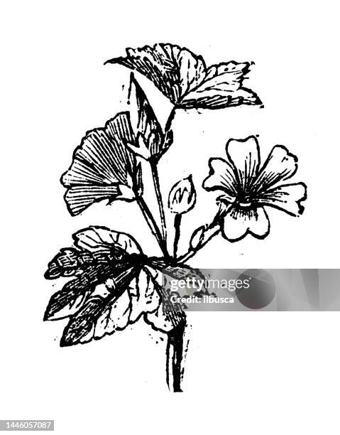 stockillustraties, clipart, cartoons en iconen met antique engraving illustration: mallow - kaasjeskruid