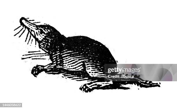 antique engraving illustration: field mouse - mole stock illustrations