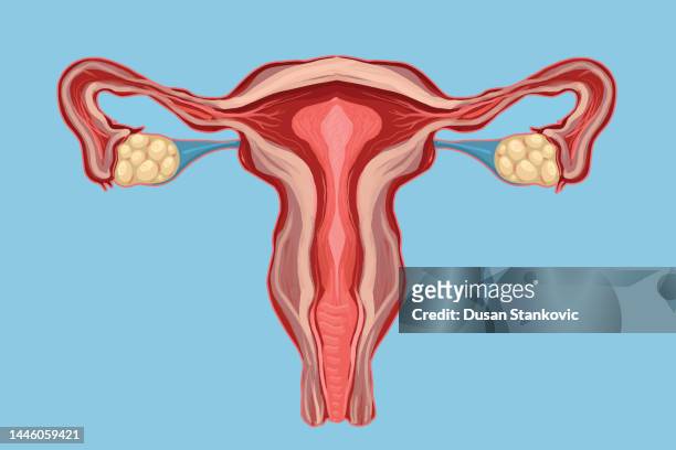 bildbanksillustrationer, clip art samt tecknat material och ikoner med female reproductive system - fallopian tube