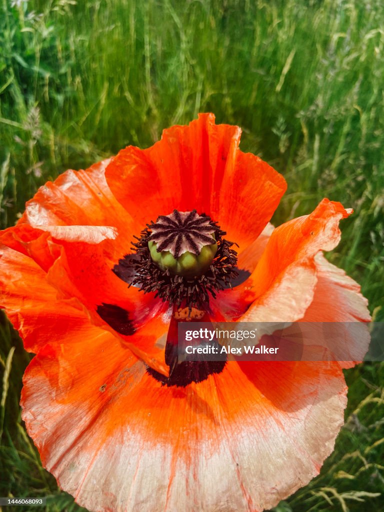 Pred Poppy Red Oriental Poppy In A Green Field High-Res Stock Photo - Getty Images
