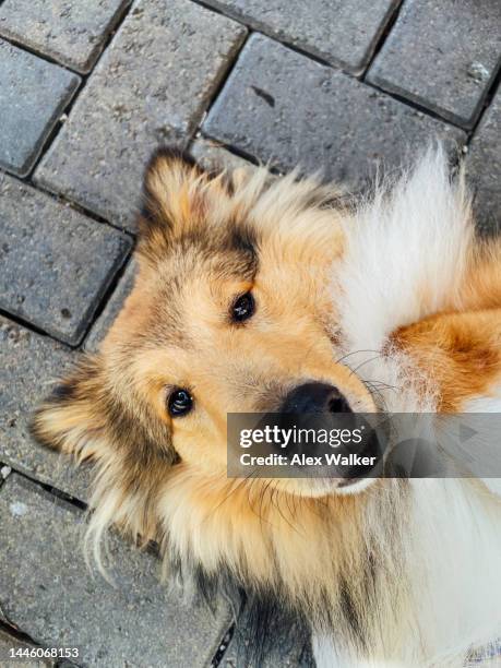 sheltie dog (shetland sheepdog) playfully upside down looking towards camera - puppy lying down stock pictures, royalty-free photos & images