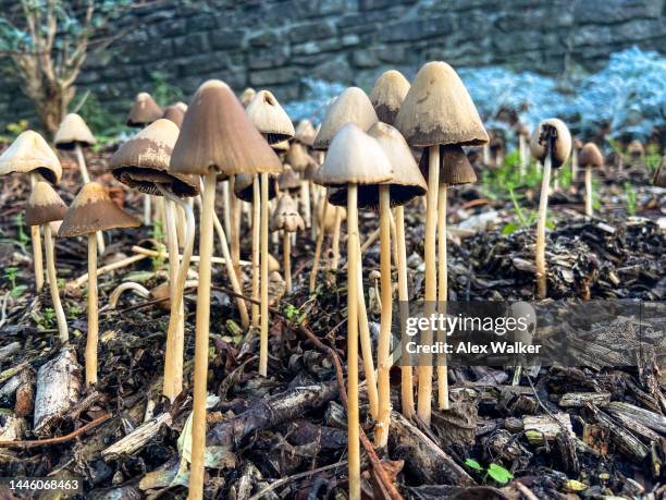 liberty cap (psilocybe semilanceata) wild mushrooms - psilocybe mushroom stock pictures, royalty-free photos & images