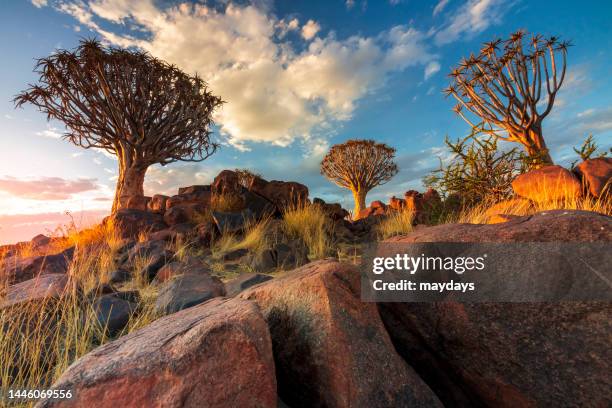 quiver trees in namibia - namibia stock pictures, royalty-free photos & images