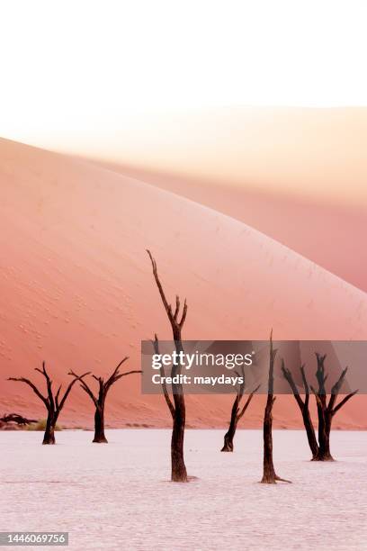 dead vlei, namibia - dead vlei stockfoto's en -beelden