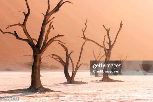 dead vlei, namibia - dead vlei namibia stock pictures, royalty-free photos & images