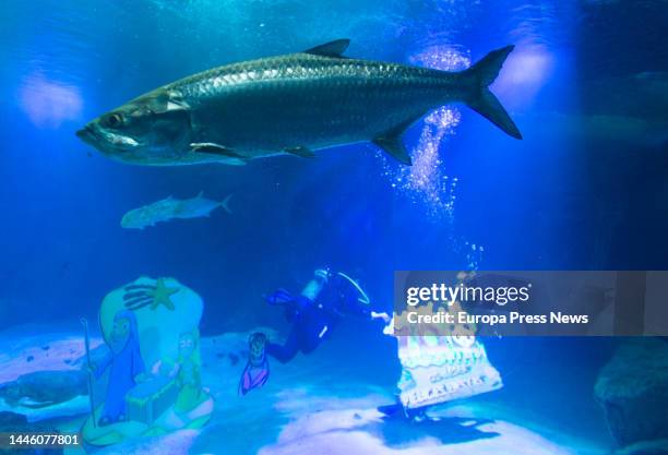 Fish swimming during the installation of the methacrylate aquatic Nativity Scene in the shark tank, at the Madrid Zoo Aquarium, on December 1 in...