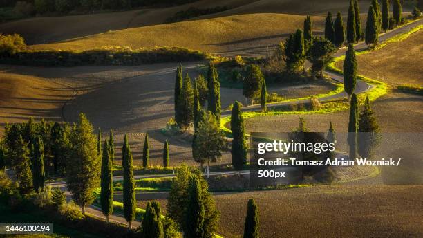 high angle view of trees on field,monticchiello,province of siena,italy - siena province - fotografias e filmes do acervo