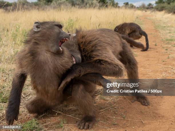 young macaque monkeys,namibia - chacma baboon 個照片及圖片檔