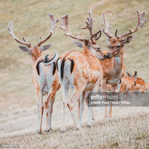 Fallow Red 22 Dama Foto Stock Photos, High-Res Pictures, and Images - Getty Images