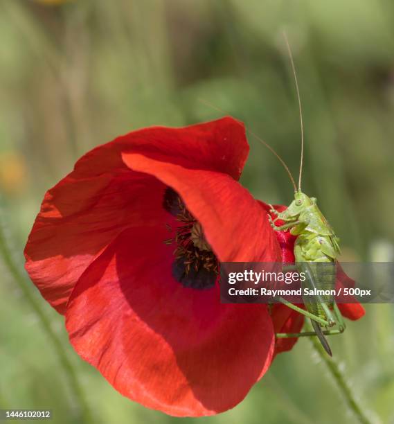 close-up of red poppy flower,france - gafanhoto verde norte americano imagens e fotografias de stock