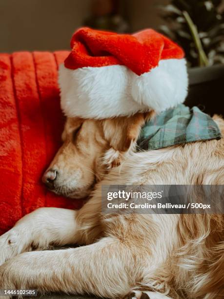 close-up of golden retriever sleeping on bed at home - santa hat stock pictures, royalty-free photos & images