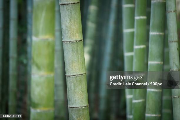 close-up of bamboos,indonesia - bambusnår bildbanksfoton och bilder