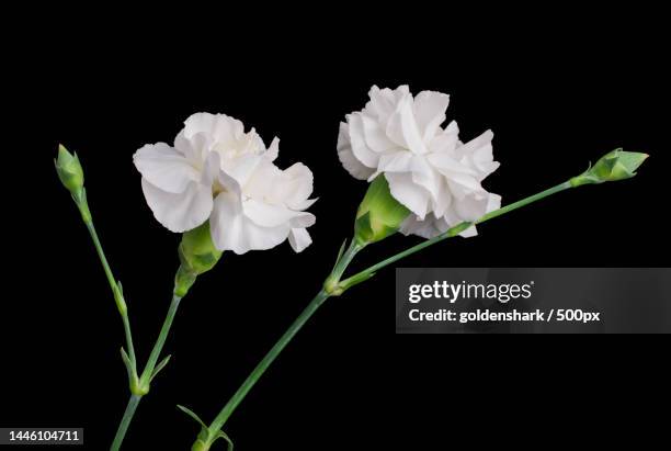 photo of white carnations flowers on black background,united kingdom,uk - flower arrangement carnation ストックフォトと画像