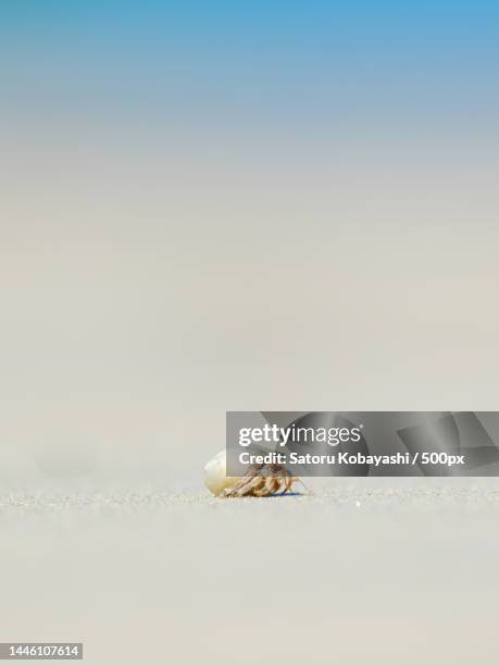 close-up of seashell on sand at beach,okinawa,japan - hermit crab stockfoto's en -beelden