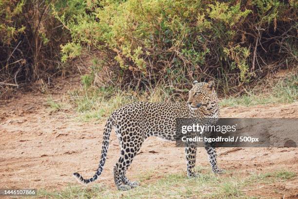 leopard panthera pardus - samburu national reserve,north kenya,kenya - african leopard photos et images de collection