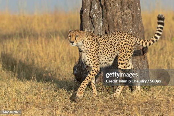 portrait of african cheetah relaxing on field,maasai mara national reserve,kenya - afrikaans jachtluipaard stockfoto's en -beelden