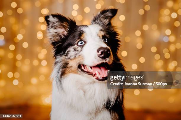 close-up of collie against illuminated lights,poland - border collie stock pictures, royalty-free photos & images