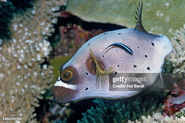 blackspotted puffer being cleaned by cleaner wrasse - cleaner wrasse stock pictures, royalty-free photos & images