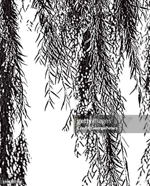 weeping willow branches and leaves - weeping willow stock illustrations