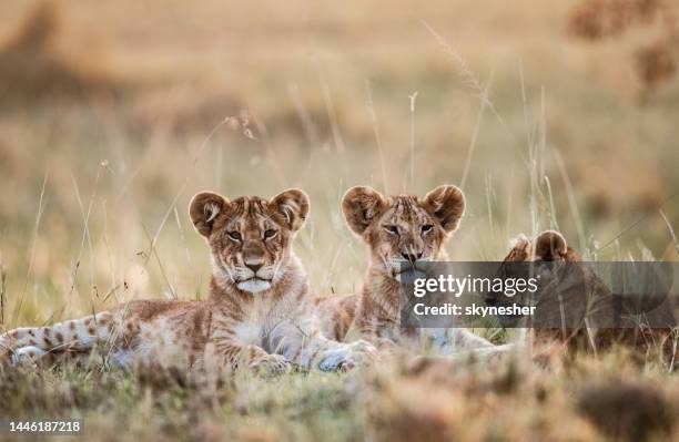 lion cubs relaxing in grass. - lion cub stock pictures, royalty-free photos & images