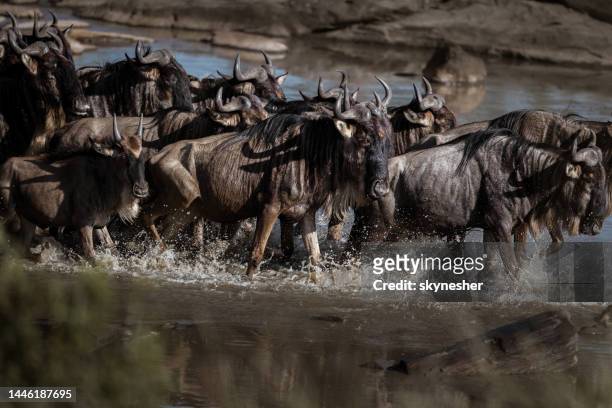 wildebeest crossing mara river in great migration. - stampede stock pictures, royalty-free photos & images