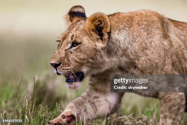 teen lion in a hunting position in the wild. - lion cub stock pictures, royalty-free photos & images