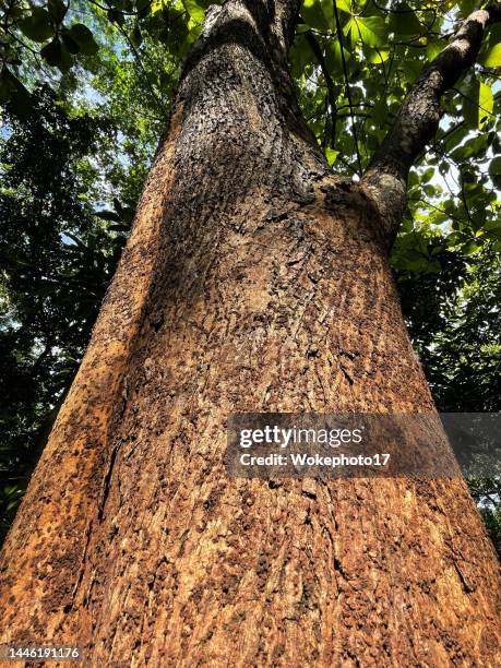 Task Wood Tree 963 Teak Wood Tree Stock Photos, High-Res Pictures, and Images - Getty ...