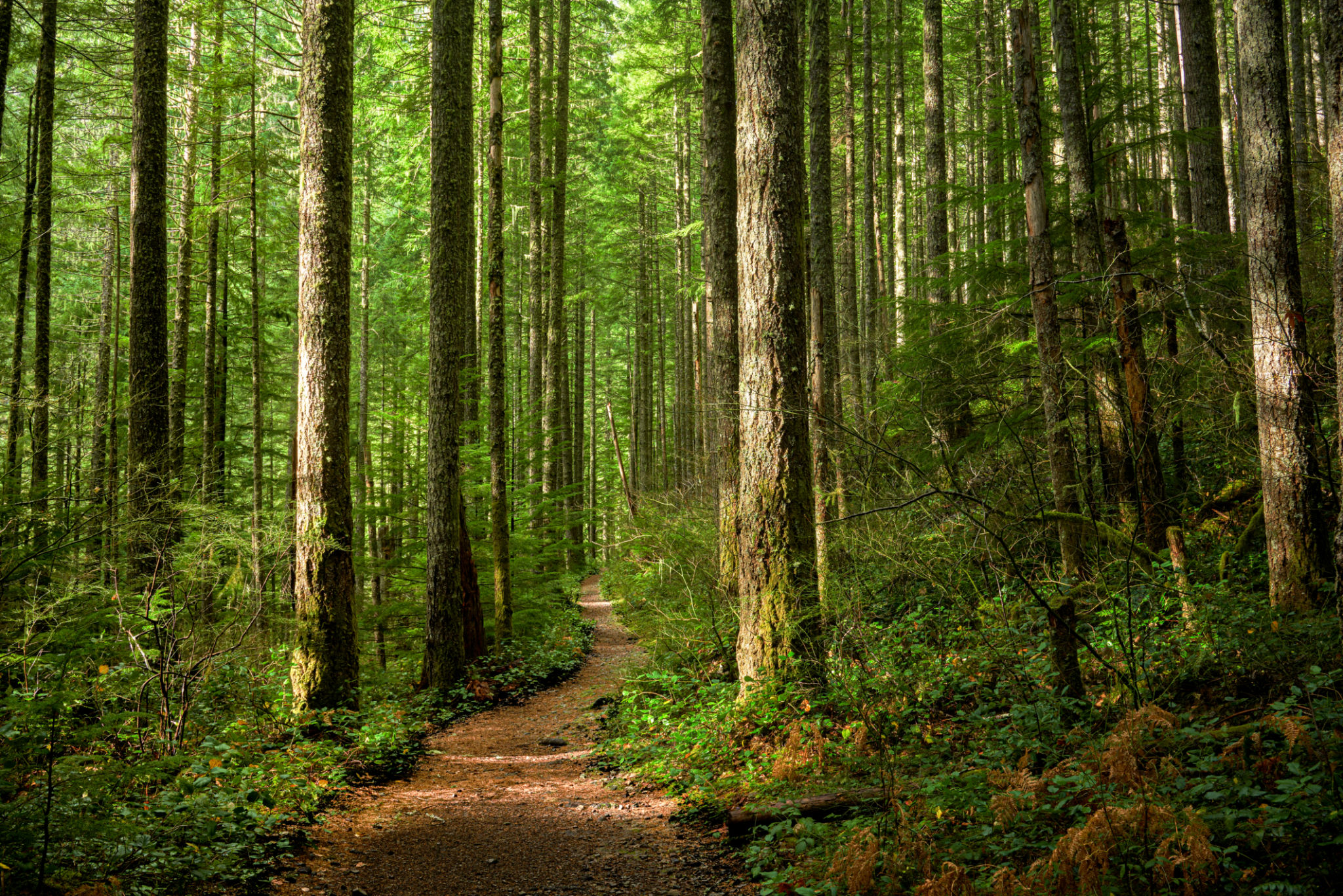 forest path
