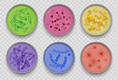 Bacteria gram. Various microorganism top views in petri dish bacteriology laboratory experiments or tests decent vector collection in realistic style
