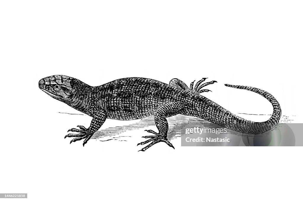 Sand lizard (Lacerta agilis)