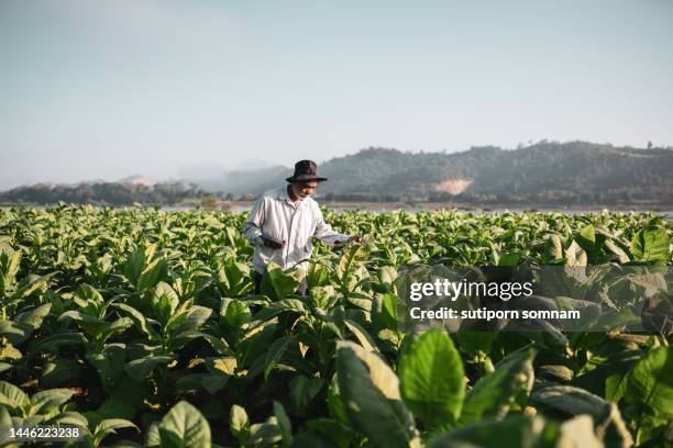 farmers check the quality of growing tobacco plants. - tobacco product imagens e fotografias de stock