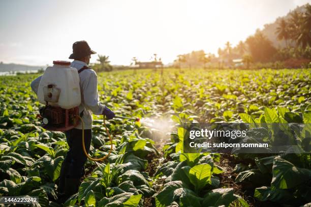 gardeners walk and spray liquid fertilizer on the leaves of tobacco gardens. - bauer pfeife stock-fotos und bilder