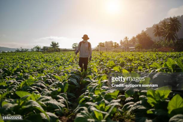 spraying the water in the tobacco plantation - bauer pfeife stock-fotos und bilder