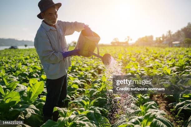 farmer grow watering tobacco shoots from a watering - bauer pfeife stock-fotos und bilder